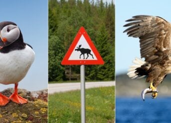Wildlife in Norway: A Guide to Norway's Most Spectacular Animal Encounters
