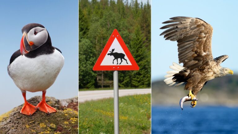 A collection of Norwegian wildlife, including puffins, moose road signs, and Steller's sea eagles.