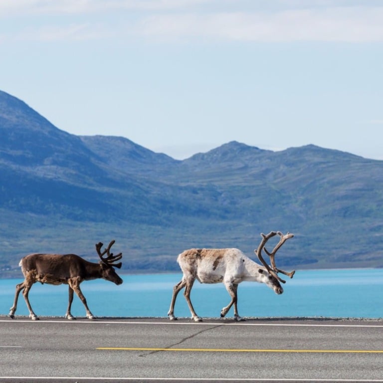 Reindeer walking along a road in Norway.
