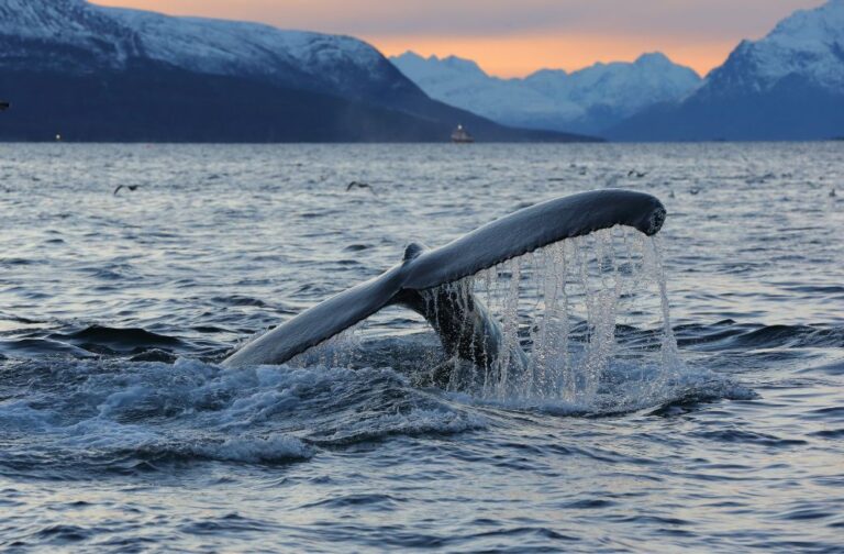 Caudal fin of humpback whale breaching near Skjervøy, Norway.