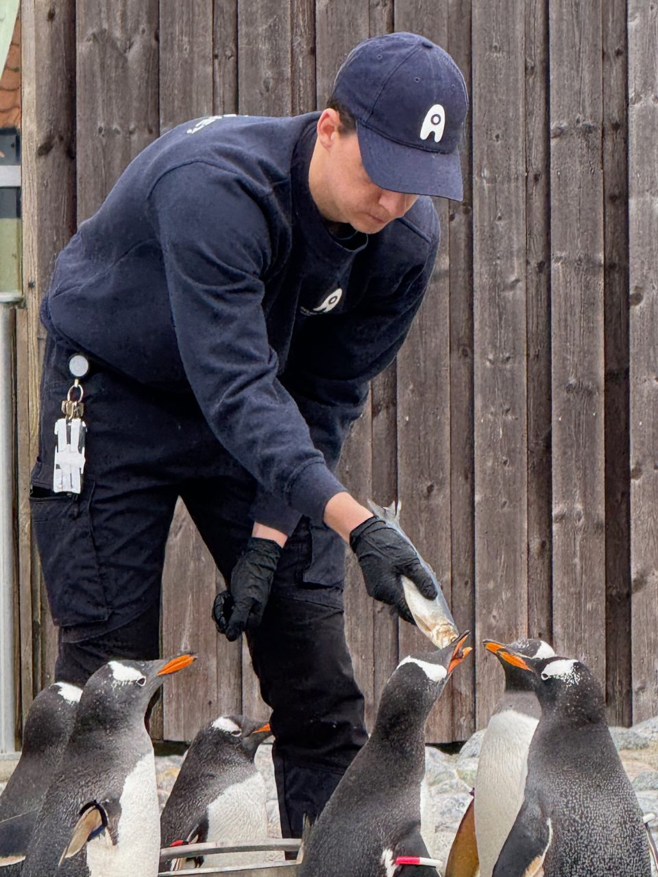 Penguins at feeding time. Photo: David Nikel.