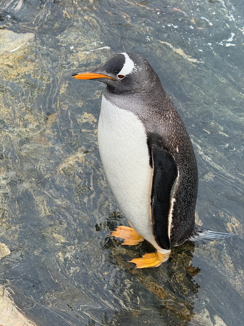 A gentoo penguin at Bergen Aquarium. Photo: David Nikel.