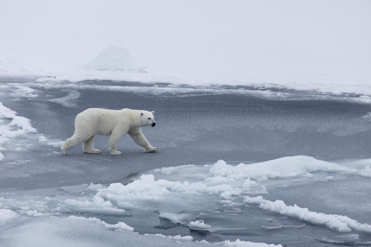 Close encounter with a polar bear. Photo: Daniel Albert.