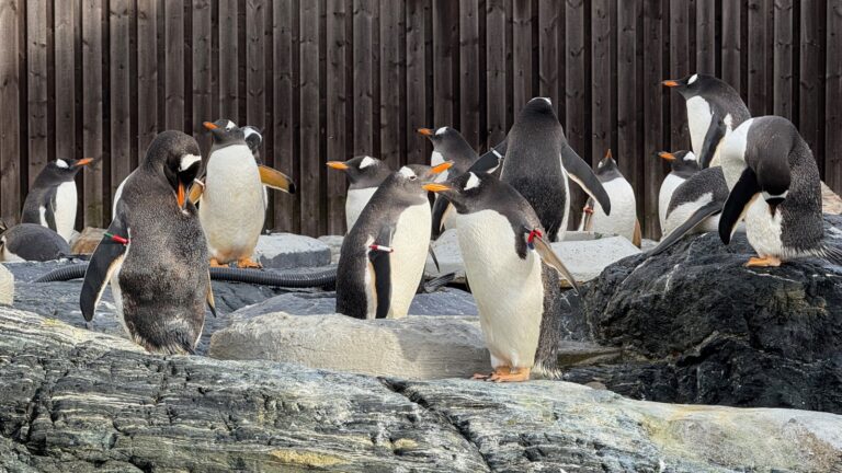 Gentoo penguin enclosure at Bergen Aquarium. Photo: David Nikel.