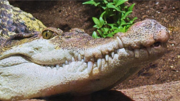 Philippine Crocodile at Bergen Aquarium. Photo: David Nikel.