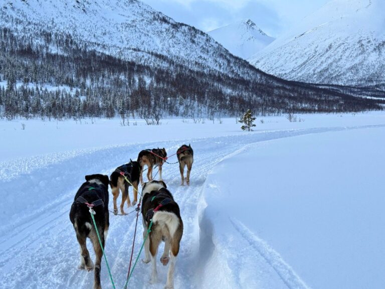Dog sledding in Northern Norway. Photo: David Nikel.