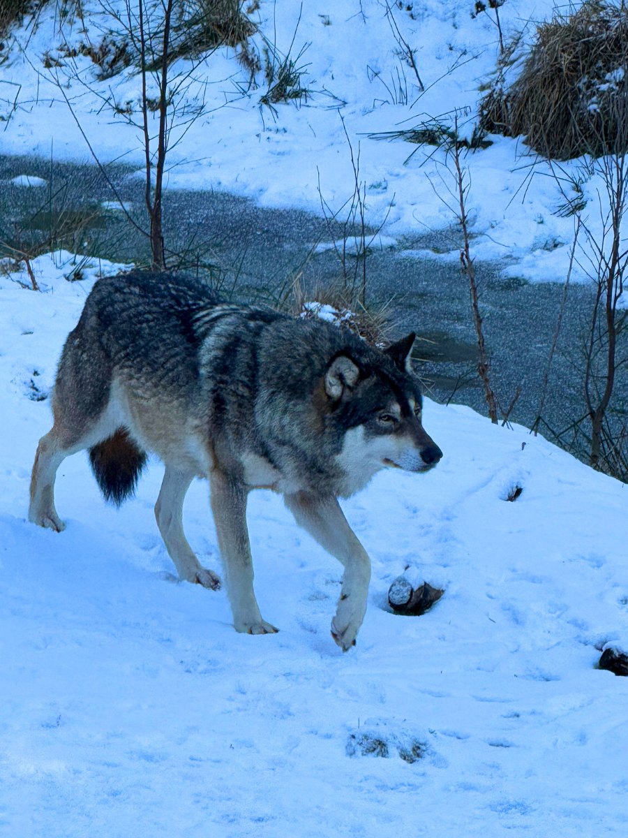 Wolf in the Nordic Wilderness Park at Dyreparken, Norway. Photo: David Nikel.