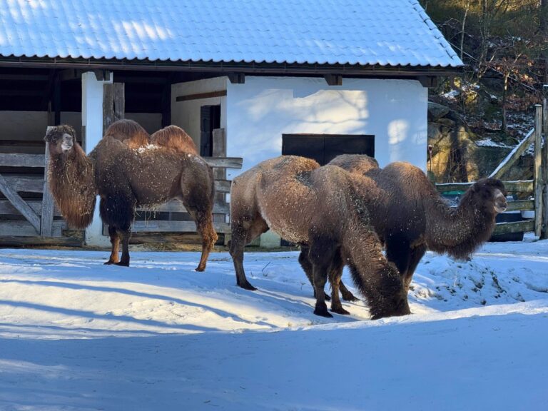 Camels at Kristiansand Zoo and Amusement Park. Photo: David Nikel.