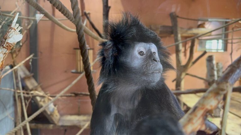 Monkey in the enclosure at Dyreparken. Photo: David Nikel.