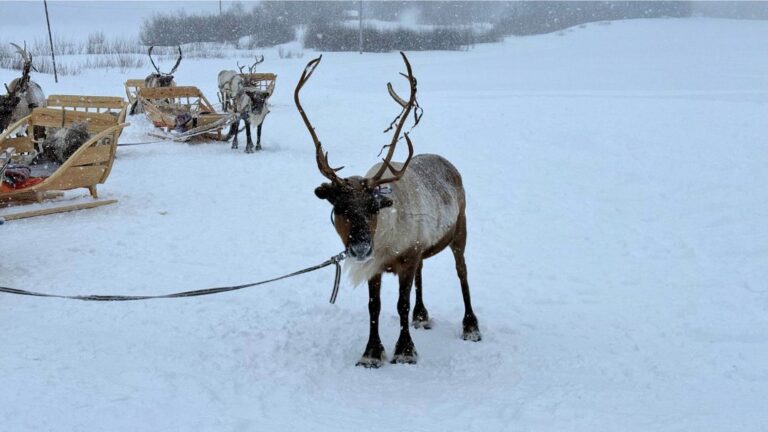 Reindeer at Maze Sami village. Photo: David Nikel.