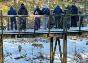 A Winter Trip to Dyreparken, Kristiansand's Vast Animal Park