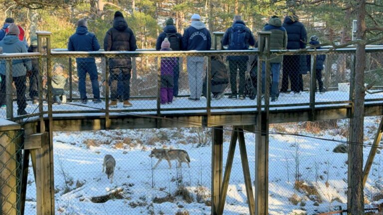 Crowd watching animals in the Nordic Wilderness Park at Dyreparken, Kristiansand. Photo: David Nikel.