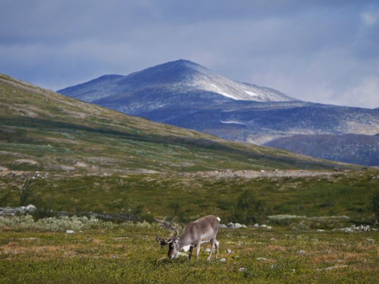 Reindeer grazing on Saltfjellet. Photo: Jan_Kuchar_Photo / Shutterstock.com.
