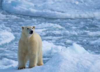 Person Fined $5,000 For Waking Sleeping Polar Bear In Svalbard
