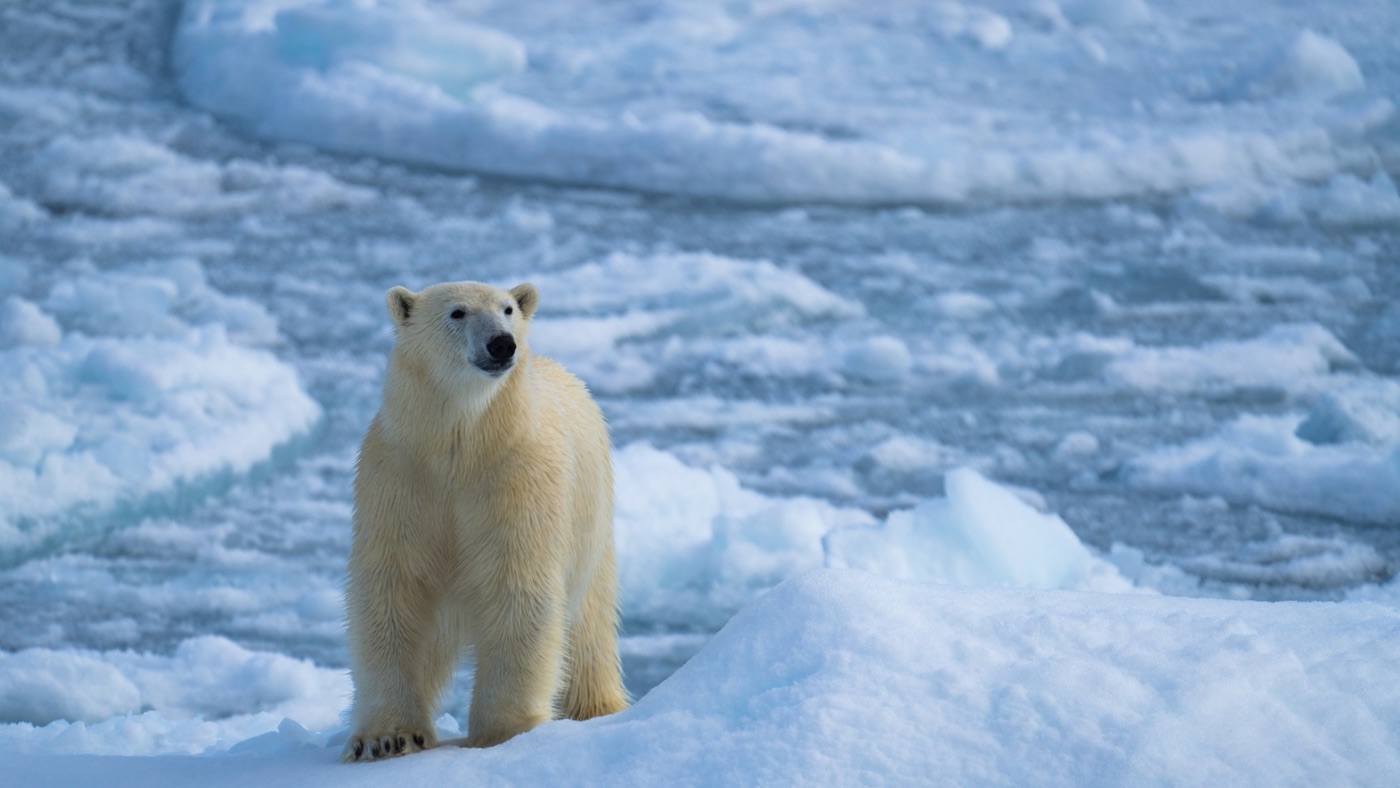 Polar bear resting on Svalbard sea ice.