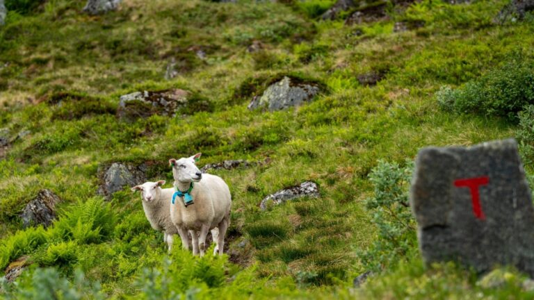 Sheep on a mountainside near Åndalsnes in Norway.