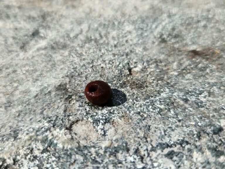 Amber bead discovered in the chamber. Photo: Kulturhistorisk museum.