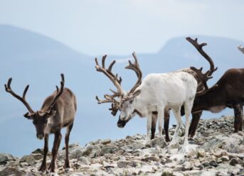 Wild Reindeer Are Being Cut Off By Roads, Trails And Tourism