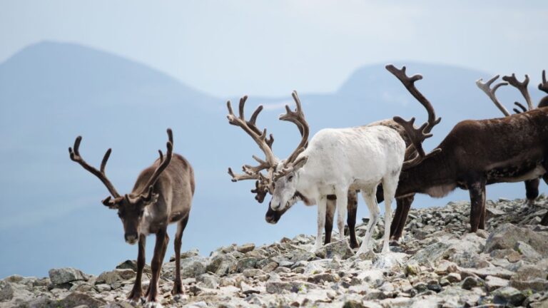 Wild reindeer in Jotunheimen National Park.