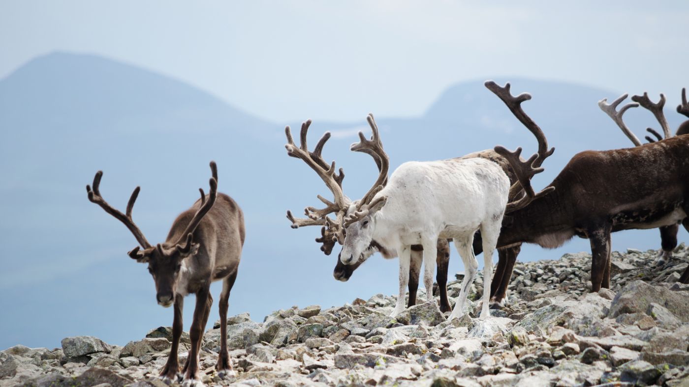 Wild reindeer in Jotunheimen National Park.