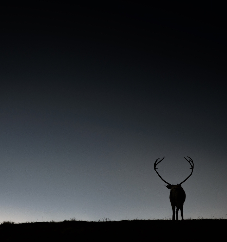 Wild reindeer at night in Norway.